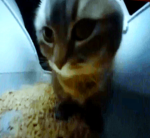 lil_almendrea