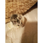 Teddy bears are fluffy