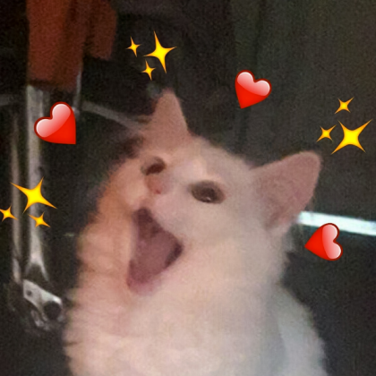 Cat Meme (1) Roblox decal