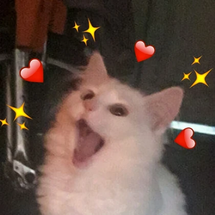 Cat Meme (1)