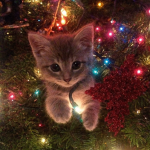 King of da kittiez