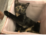 Milly’s cat group