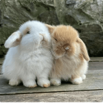 The best Bunny group!!