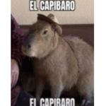 Capytropolis