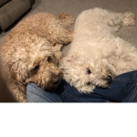 My Dog's Fan Group