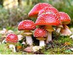 Mushroom squadz