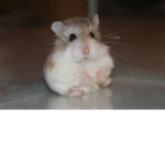 Hamsters united ( friends with rats untied rats )