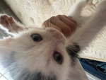 Emi_Plays giveaways!