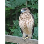 Battle hawk kings