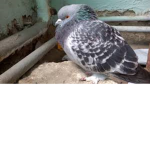 The Chunky Pigeons