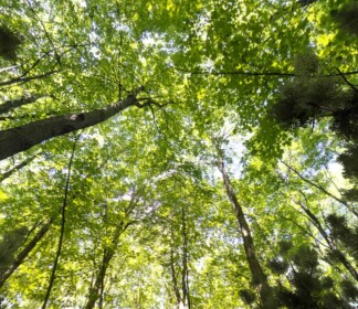 The Forest