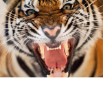 YT Tigers