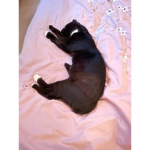 Cutest kitty ever
