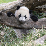 #partypandas