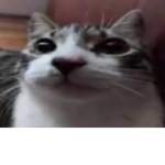 CAT PEOPLE COME HERE