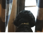 Incognito•Tuxedo
