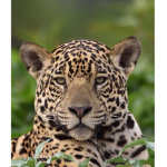 The Jaguars Fan Club