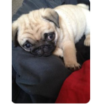 PUGS GROUP <3