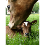 cow paint
