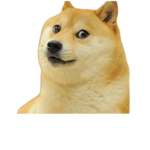 Official Doge clothing group