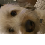 milosfatpoo