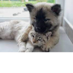 Pup kit