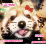 ᴄᴏᴢʏ ᴘᴀɴᴅᴀꜱ