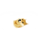 Buried Doge