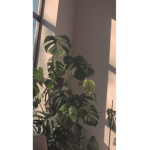PLANTSQUAD!