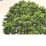 Tree republic