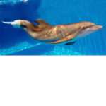 Winter The Dolphin Fan group