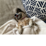 Puddlesismydog