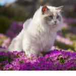 My wonderful cat luffy is cute and in dis group