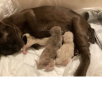 The kitten cat cute group