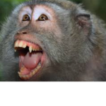 Monkey Religion