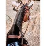 peace my love to horses