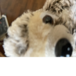 tedbear