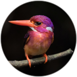 Roblox bird care group