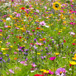 The Flower Army!<3