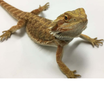 Beardie Gang