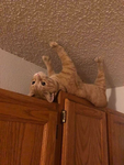 Orange Cats :3