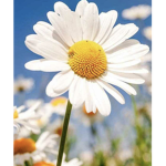 Daisies daisies