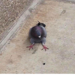 Pigeons army!