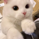 bnunny