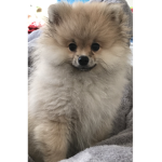 Teddy-boy