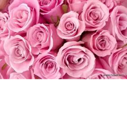 THEME:pink