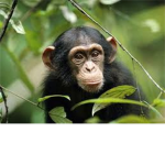 Save Chimps!