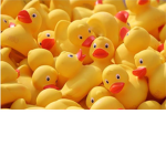 Ducks are the coolest!:)