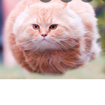 Deeper than cats