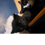 Black cat blood